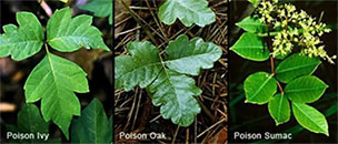 Poison ivy